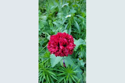 84335 Jack Pine Lane, Sturgeon Lake, MN 55783 - Photo 57