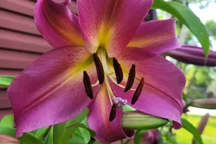 2916 6th Ave NW, Rochester, MN 55901 - Photo 53