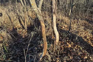 16534 110th St, Foreston, MN 56330 - Photo 35