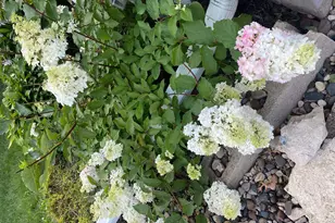 1297 Pinewood Dr, Woodbury, MN 55125 - Photo 61