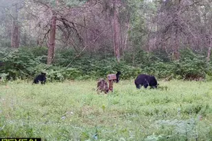 239 County 49 NW, Pine River, MN 56474 - Photo 83