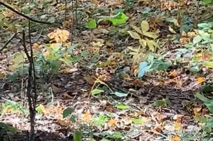 239 County 49 NW, Pine River, MN 56474 - Photo 87