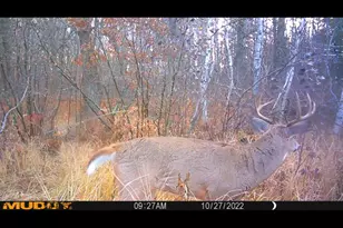 239 County 49 NW, Pine River, MN 56474 - Photo 81