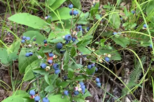 239 County 49 NW, Pine River, MN 56474 - Photo 83