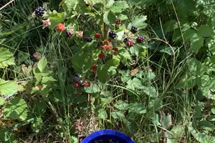 239 County 49 NW, Pine River, MN 56474 - Photo 81