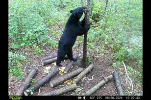 239 County 49 NW, Pine River, MN 56474 - Photo 69