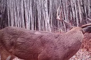 239 County 49 NW, Pine River, MN 56474 - Photo 73