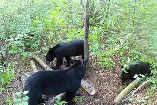 239 County 49 NW, Pine River, MN 56474 - Photo 89