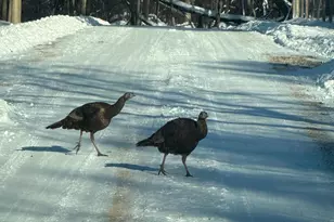 1516 Twin Springs Rd, Houlton, WI 54082 - Photo 63