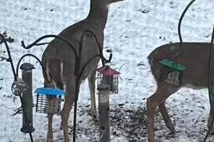 1135 1st St NW, Oronoco, MN 55960 - Photo 51