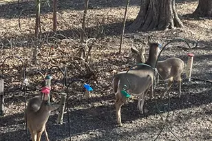 1135 1st St NW, Oronoco, MN 55960 - Photo 53