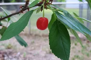 548 Doris Ave, Shoreview, MN 55126 - Photo 39