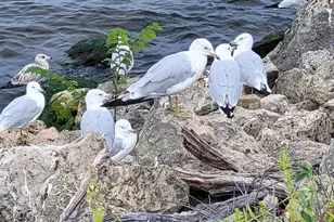 602 S Oak St, Lake City, MN 55041 - Photo 73