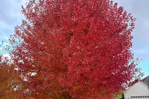 7357 Lambert Ave NE, Otsego, MN 55301 - Photo 23