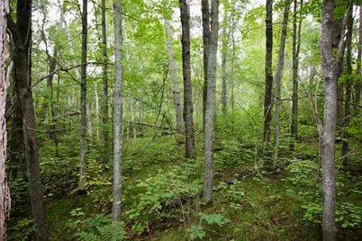 Tbd Gravdahl Drive, Pequot Lakes, MN 56472 - Photo 5