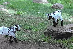 2945 County Road 4 SW, Cokato, MN 55321 - Photo 13