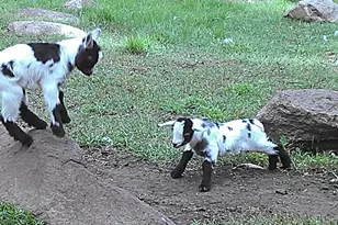 2945 County Road 4 SW, Cokato, MN 55321 - Photo 19