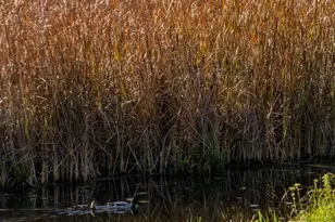 10947 69th Ave N, Maple Grove, MN 55369 - Photo 89