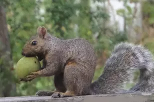 2945 County Road 4 SW, Cokato, MN 55321 - Photo 29