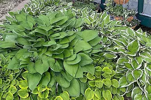 2884 Knollwood Dr SE, Rochester, MN 55904 - Photo 35