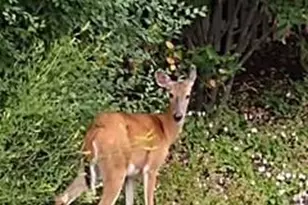 2449 Skyline Dr, Bloomington, MN 55425 - Photo 33