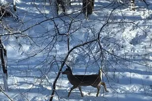 8008 Dunkirk Ln N, Maple Grove, MN 55311 - Photo 17