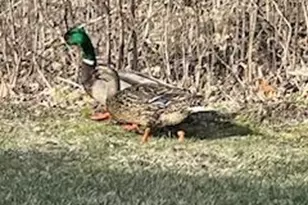 10765 Tamarack Circle NW, Coon Rapids, MN 55433 - Photo 21