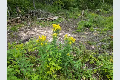 Tbd Dau Dr., Milltown, WI 54858 - Photo 9