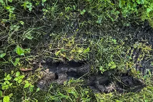 22438 State Hwy 30, Hayfield, MN 55940 - Photo 73