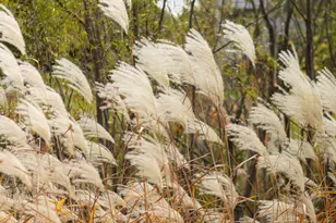 8069 Enclave Bay, Woodbury, MN 55125 - Photo 53
