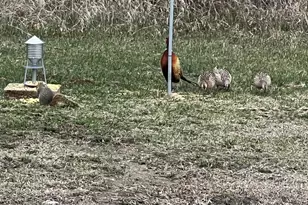 37358 385th Ave, Sauk Centre Township, MN 56378 - Photo 89