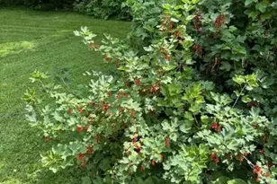 1280 Dodd Rd, Mendota Heights, MN 55118 - Photo 11