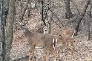 2720 64th St E, Inver Grove Heights, MN 55076 - Photo 85