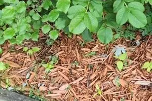 1019 Ash St, Alexandria, MN 56308 - Photo 77