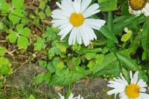 1019 Ash St, Alexandria, MN 56308 - Photo 65