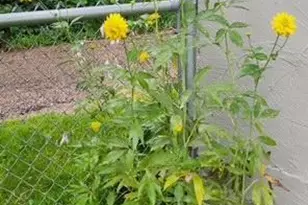 1019 Ash St, Alexandria, MN 56308 - Photo 71