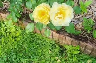 1019 Ash St, Alexandria, MN 56308 - Photo 61