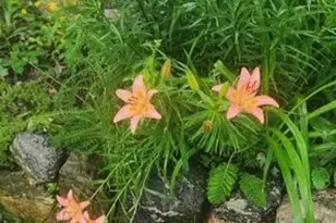 1019 Ash St, Alexandria, MN 56308 - Photo 59