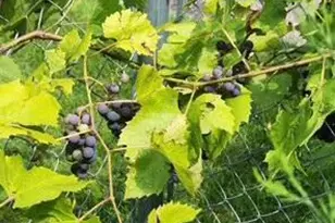 1019 Ash St, Alexandria, MN 56308 - Photo 69