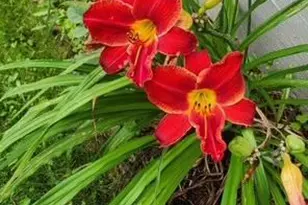 1019 Ash St, Alexandria, MN 56308 - Photo 65