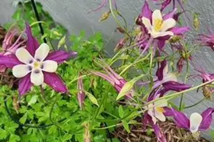 1019 Ash St, Alexandria, MN 56308 - Photo 63