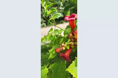 1019 Ash Street, Alexandria, MN 56308 - Photo 61