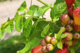 1019 Ash St, Alexandria, MN 56308 - Photo 61