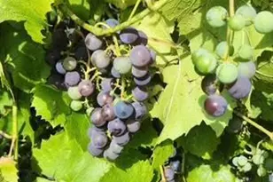 1019 Ash St, Alexandria, MN 56308 - Photo 71