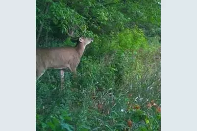 Tbd Cty Rd 115 +/- 146.62 County Road 115, Saint Augusta, MN 56301 - Photo 35