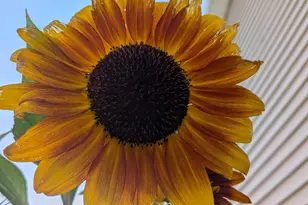 6207 Hillsboro Dr N W, Rochester, MN 55901 - Photo 35