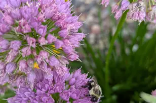 6207 Hillsboro Dr N W, Rochester, MN 55901 - Photo 29