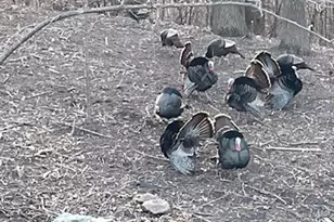 4311 Deere Trl, Chaska, MN 55318 - Photo 25