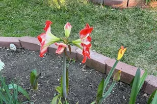 165 Birnamwood Dr, Burnsville, MN 55337 - Photo 33