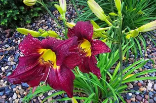 165 Birnamwood Dr, Burnsville, MN 55337 - Photo 33